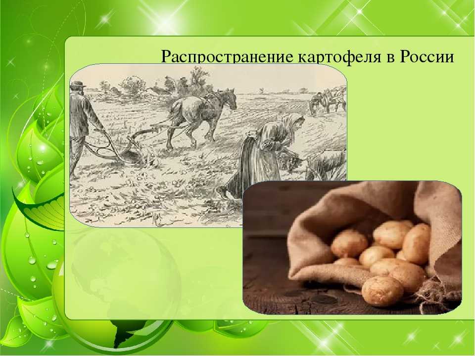 Земляные яблоки пересказ. История картофеля. История распространения картофеля. История выращивания картофеля. Происхождение картофеля.