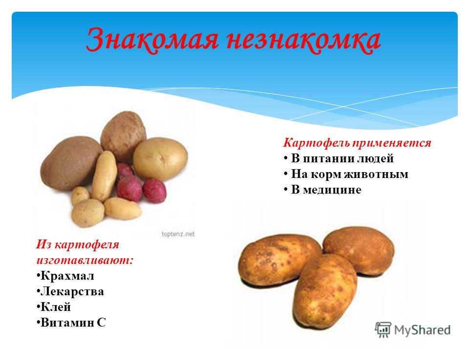 Включи про картошку. У картофеля употребляют в пищу:. Картофель в питании человека. Картофель растение. Из чего состоит картофель.