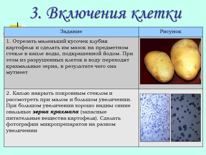 Крахмал можно обнаружить. Клетки картофеля. Строение клетки картофеля. Зерна крахмала в клубнях картофеля. Клетки клубня картофеля под микроскопом.
