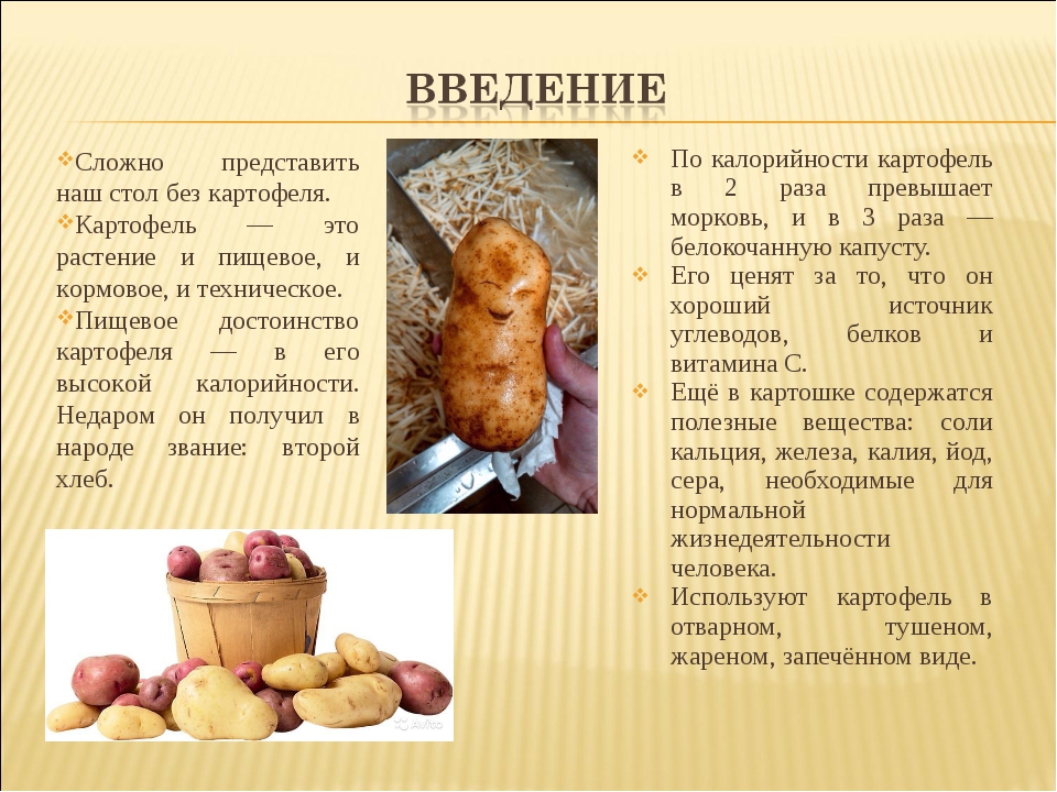 Что потребляют в пищу у картофеля. Картошка для презентации. Сообщение о картошке. Картофель презентация. Доклад о картошке.