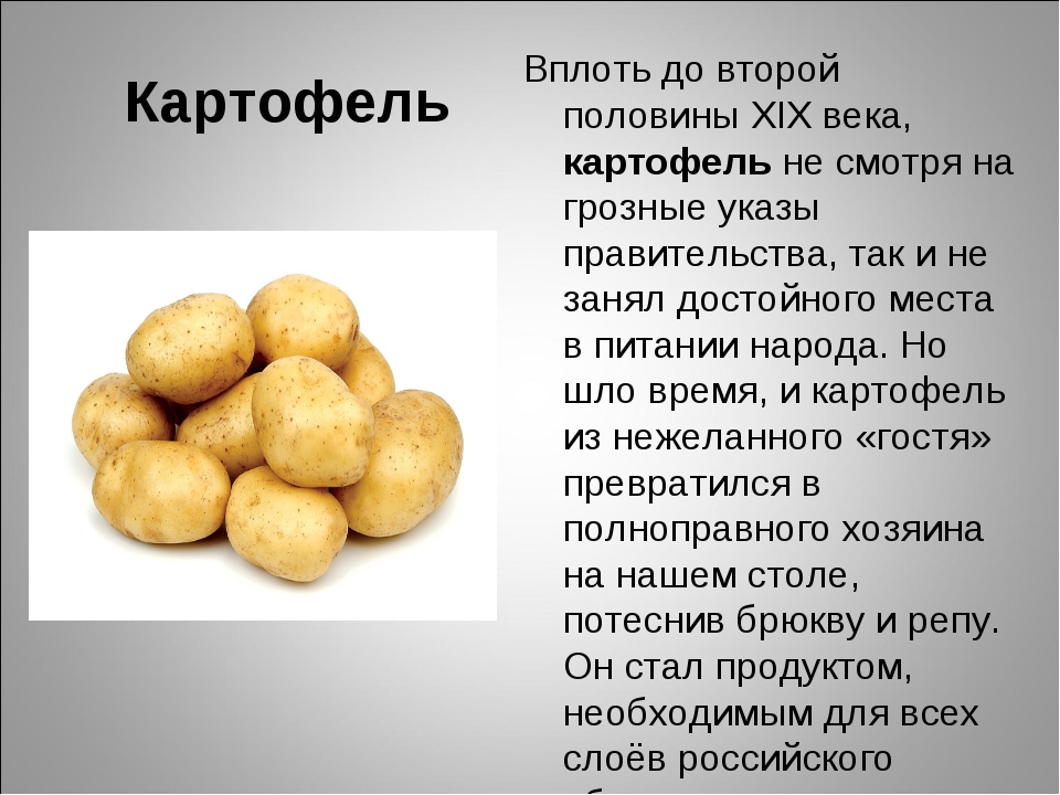 Предок картофеля. Информация о картошке. Сообщение о картофеле. Картофель презентация. Картошка конспект.