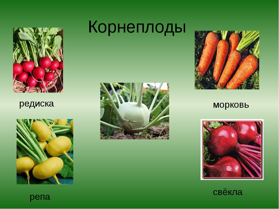 Овощи какое семейство. Корнеплоды. Овощи корнеплоды. Овощные культуры. Овощные растения названия.