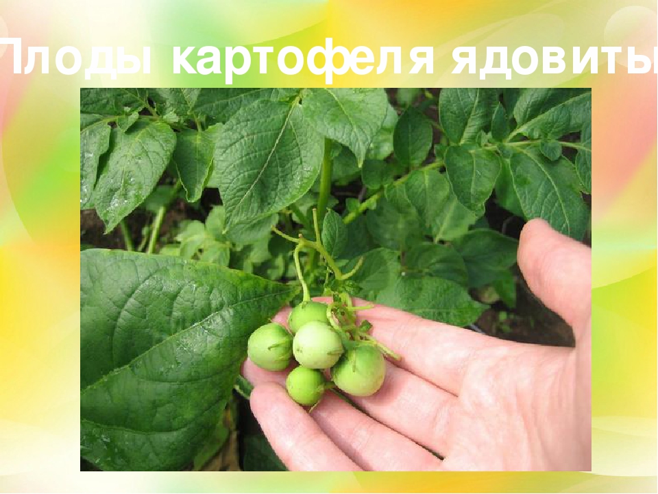 Плод картофеля. Плод картофеля ягода. Плоды картофеля ядовиты. Картофель плоды на ботве.