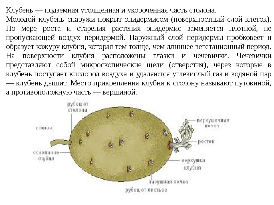 Как развивается клубень картофеля. Строение клетки клубня картофеля. Клетки клубня клубень картофеля. Клубень картофеля рубец столона. Клетки клубня клубень картофеля микроскоп.