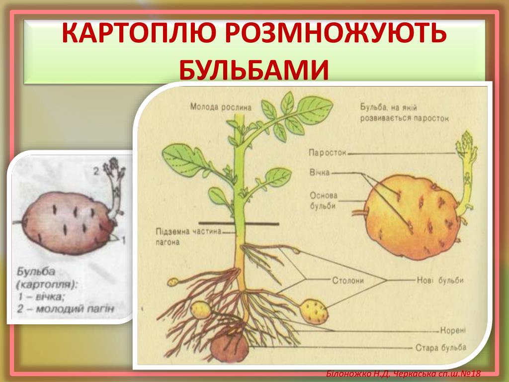 Рассмотрите изображение клубня картофеля и выполните задания покажите стрелками и подпишите стебель