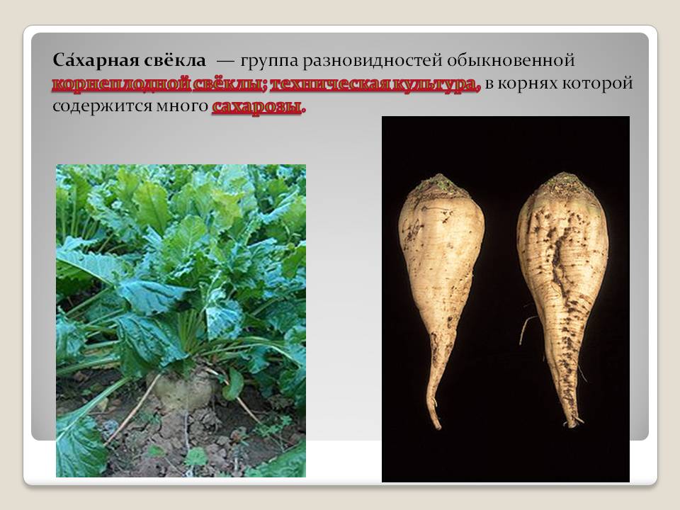 Чем отличается кормовая свекла. Сахарная свекла. Сахарная свекла и кормовая. Сахарная свекла от кормовой. Кормовые корнеплоды сахарной свеклы.