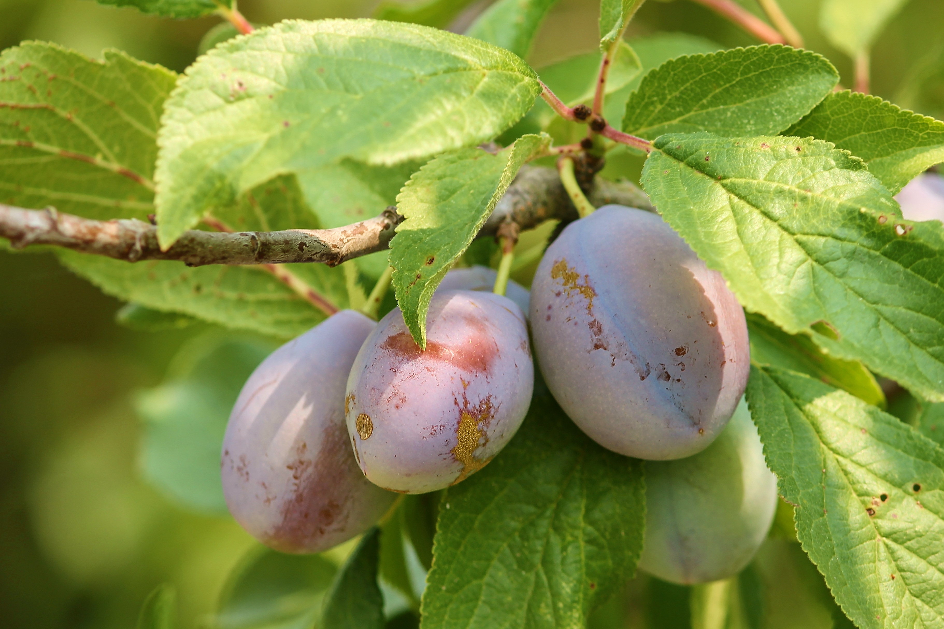 Слива данное. Слива Prunus domestica. Prunus domestica слива домашняя. Слива домашняя (Prunus domestica) дерево. Слива Хаузветше /Prunus Hauszwetsche.