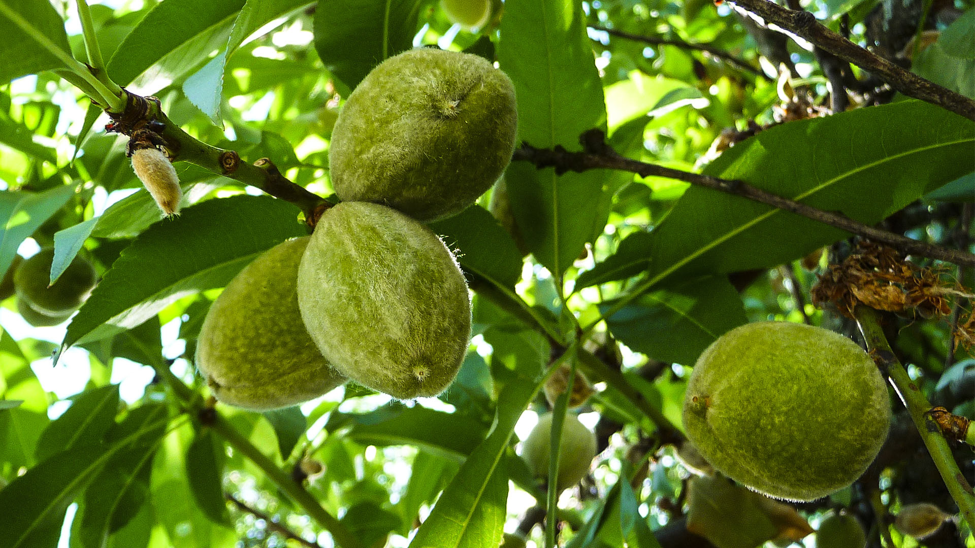 Миндаль обыкновенный (Amygdalus communis)