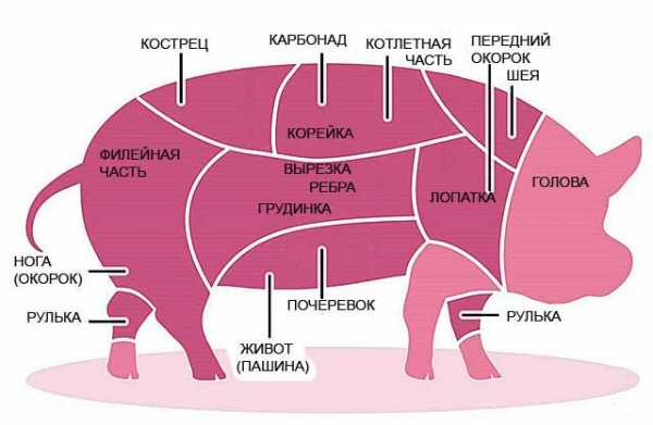 Схема туши свиньи
