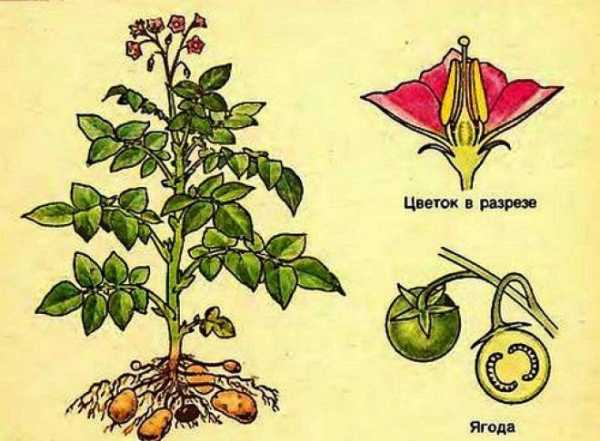 Картофель растение рисунок